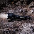 Lanterna Varta Indestructible, 6 W, 350 lm, IP 67, 140 m, 2xAA