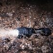 Lanterna Varta Indestructible, 300 lm, IP 67, 183 m, 3 x AAA
