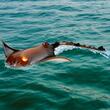Barca cu motor si telecomanda, Pisica de mare, 12 km/h, USB, 700 mAh, dimensiune 350 x 260 x 55 mm, Maro, Lumina Led