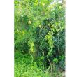 Arac, suport pentru plante, Strend Pro spiralat, PVC, verde, lungime 1200, diametru 5.5 mm