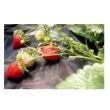 Folie antiburuieni, Strend Pro Garden B1303, densitate 50 g/m2, dimensiune 1.6x5 m, neagra, netesuta