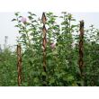 Arac suport pentru plante Strend Pro Willow Bar, rachita 190cm