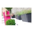 Ghiveci dreptunghiular Strend Pro Ratolla Umbra ISR500P, cu tava integrata, 50x17.3x15cm