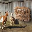 Hranitoare animale cu fan/cereale, 80 l, Otel galvanizat, 600 x 320 x 500 mm