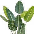Planta artificiala decor Pasarea Paradisului, Dimensiuni 700 x 700 x 1524 mm, verde, PE si Inox