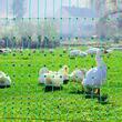 Set gard electric pentru animale, accesorii montaj incluse, Inaltime 0.9 m x lungime 50 m, fara sursa de alimentare