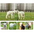 Set gard electric pentru animale, accesorii montaj incluse, Inaltime 0.9 m x lungime 50 m, fara sursa de alimentare