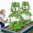 Set 2 spaliere pentru castraveti, plante agatatoare, 100x80, Pliabil