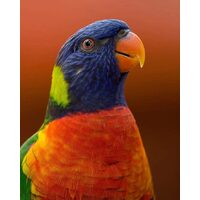 Kit pictura pe numere cu animale, 40x50cm, PPT3155