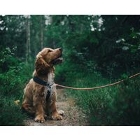 Kit pictura pe numere cu animale, 40x50cm, PPT3200