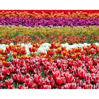 Kit pictura pe numere cu flori, 40x50cm, PPT3217