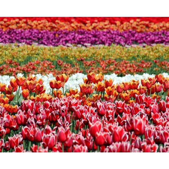 Kit pictura pe numere cu flori, 40x50cm, PPT3217