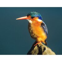 Kit pictura pe numere cu animale, 40x50cm, PPT3717
