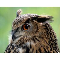 Kit pictura pe numere cu animale, 40x50cm, PPT3725